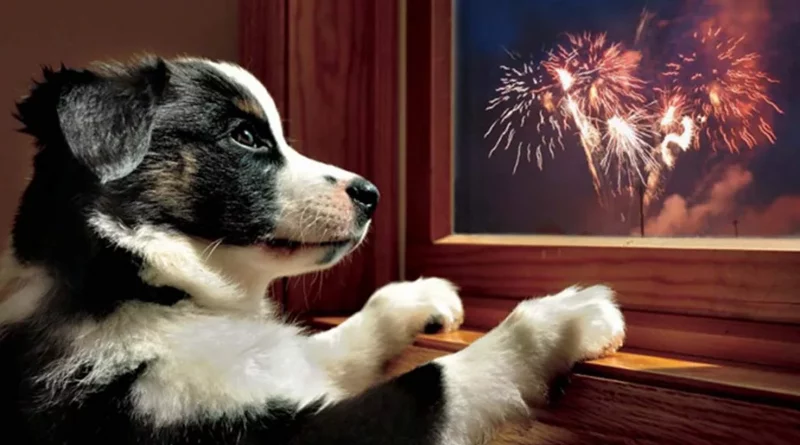 Un chiot regarde des feux d’artifice par la fenêtre, oreilles dressées et posture tendue, illustrant le stress et la peur des animaux face aux explosions nocturnes.