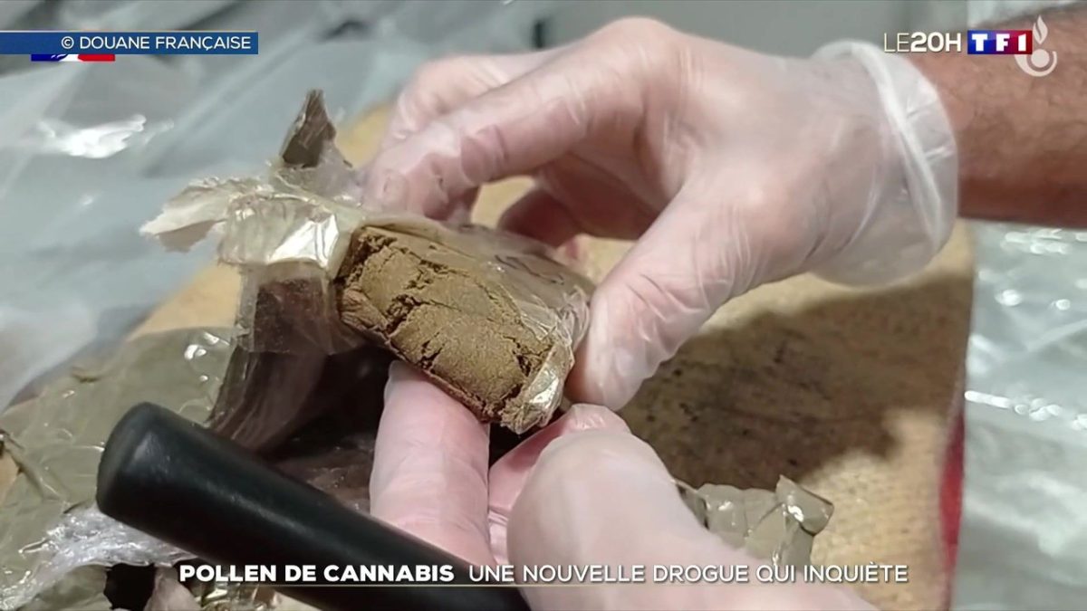 Kief ou pollen de cannabis, cette drogue à l’effet puissant inquiète de plus en plus les autorités françaises, confrontées à un trafic en pleine expansion.