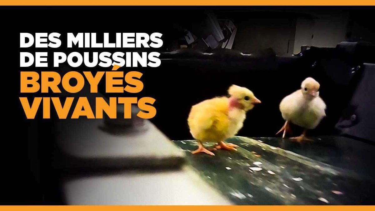 La fin du broyage des poussins est-elle vraiment pour demain ? Un scandale animal qui continue de secouer l’Europe.
