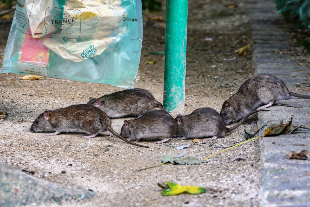 Plusieurs rats circulant au sol près de déchets urbains et d’un sac plastique accroché à un poteau, dans un environnement extérieur dégradé.