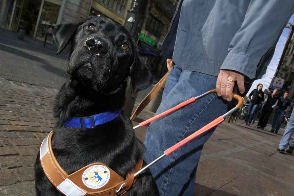 Chien-guide en harnais accompagnant une personne malvoyante dans une rue commerçante animée.