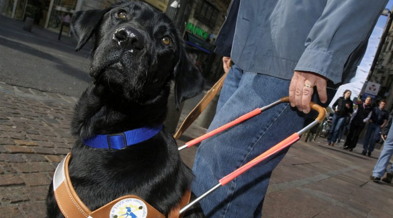 Chien-guide en harnais accompagnant une personne malvoyante dans une rue commerçante animée.