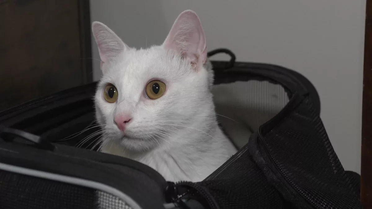 Le chat Monet et ses miaulements coûtent 110 € à ses maîtres dans un TGV Paris-Vannes : explications de la SNCF et témoignage de la voyageuse qui conteste la contravention.