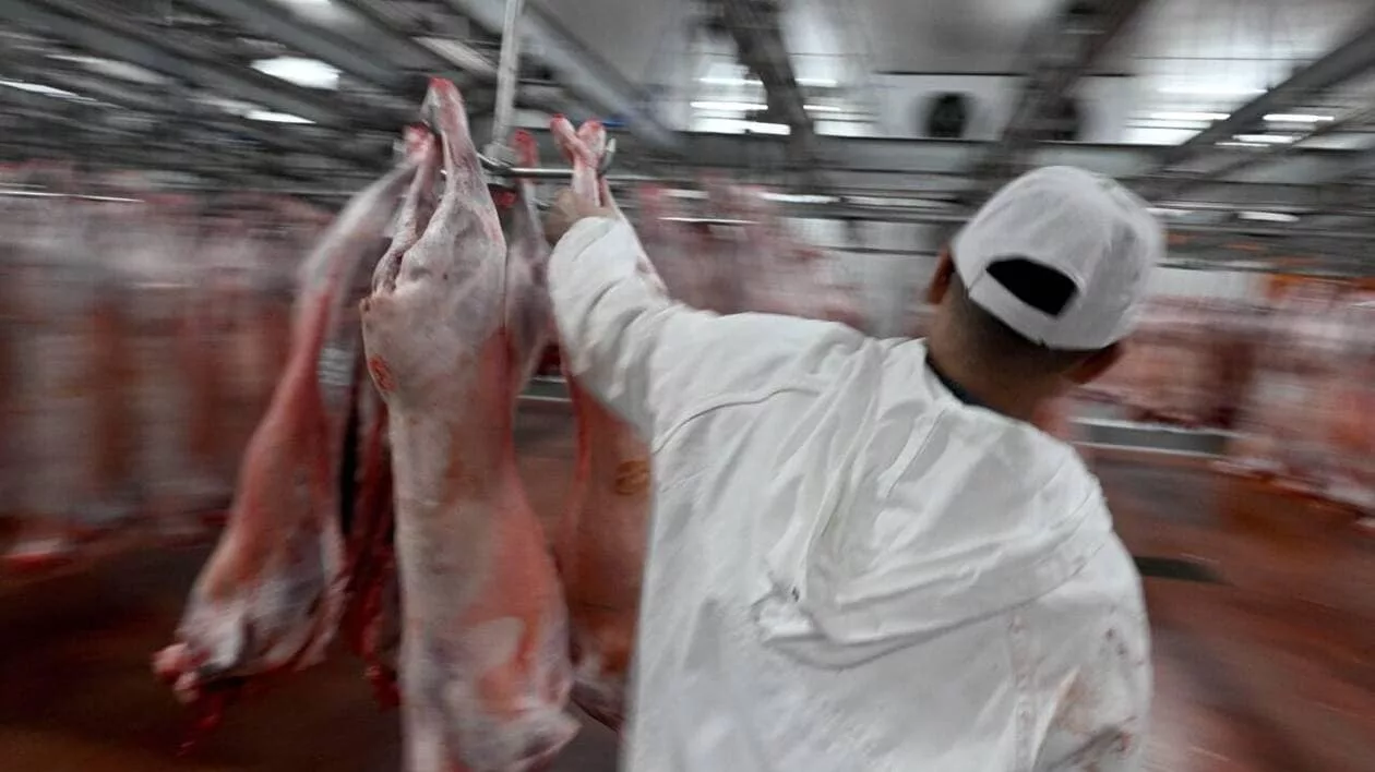 Viande Halal : enquête explosive sur un marché opaque