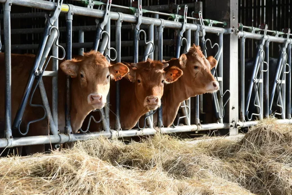 Vaches alignées dans une étable, nourries avec du foin derrière des barrières métalliques, dans une exploitation agricole intérieure.