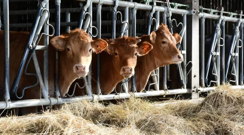 Vaches alignées dans une étable, nourries avec du foin derrière des barrières métalliques, dans une exploitation agricole intérieure.