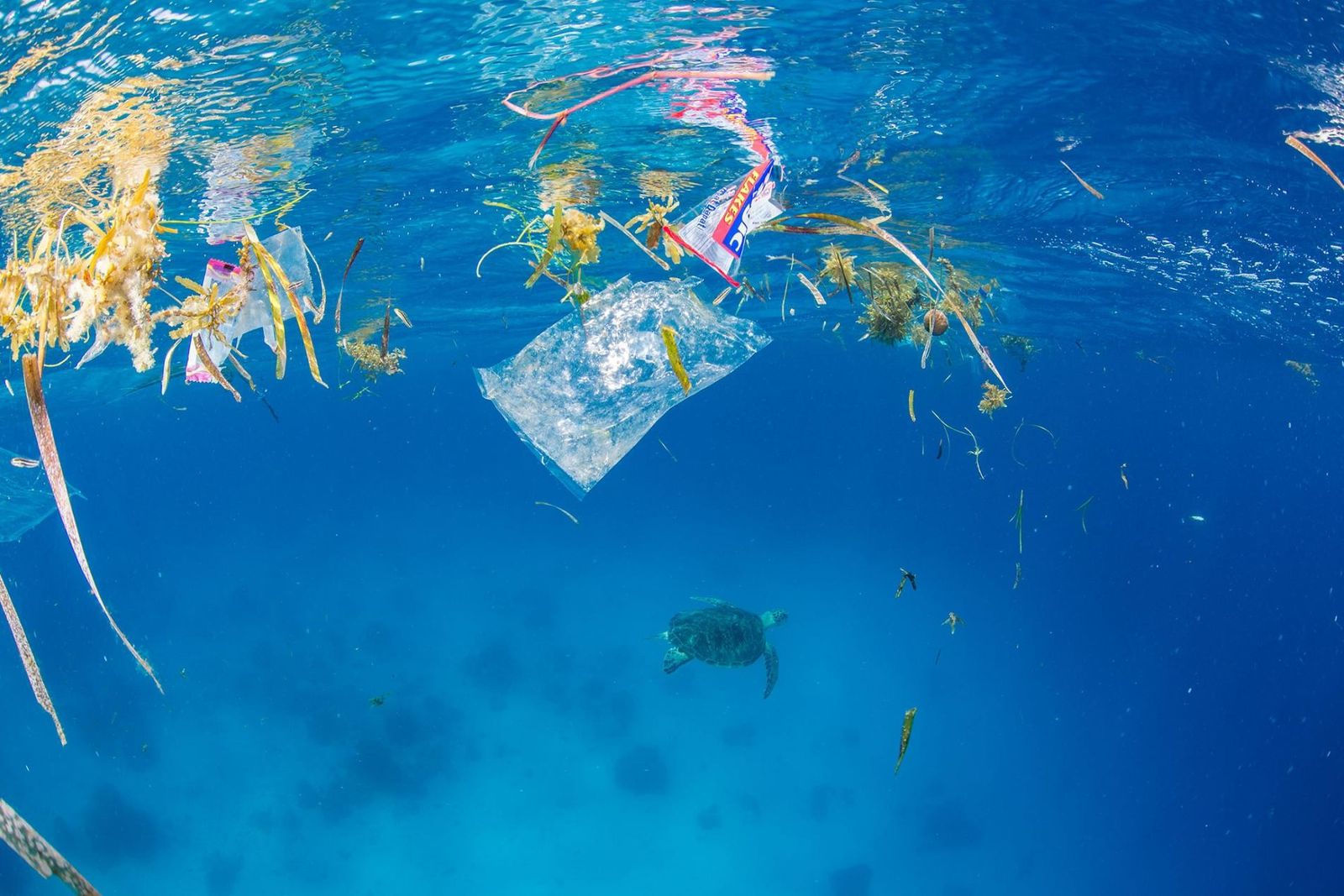 Tortue marine nageant sous une surface d’eau envahie de plastiques flottants, de sachets transparents et d’algues, illustrant la pollution de la mer Méditerranée.
