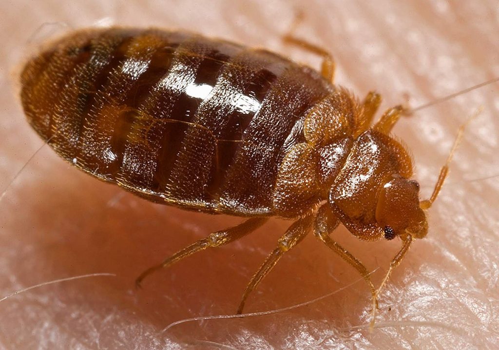 Gros plan très détaillé d’une punaise de lit marron posée sur une peau humaine, montrant son corps segmenté et ses pattes fines.