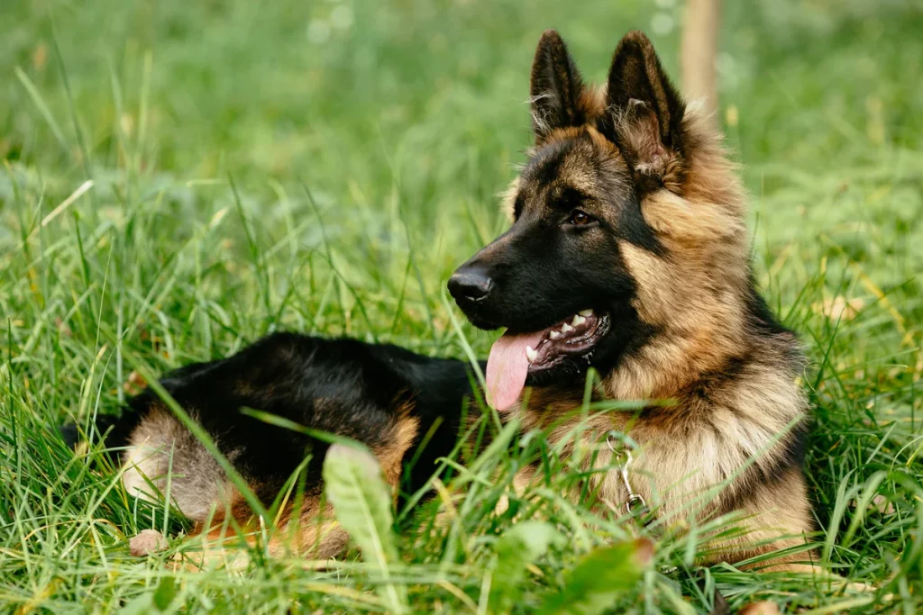 Chien de grande taille au pelage brun et noir allongé dans l’herbe, regard attentif et langue sortie, illustrant la loyauté et l’attachement à son humain
