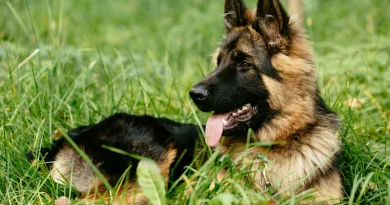 Chien de grande taille au pelage brun et noir allongé dans l’herbe, regard attentif et langue sortie, illustrant la loyauté et l’attachement à son humain