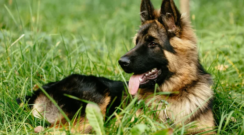 Chien de grande taille au pelage brun et noir allongé dans l’herbe, regard attentif et langue sortie, illustrant la loyauté et l’attachement à son humain