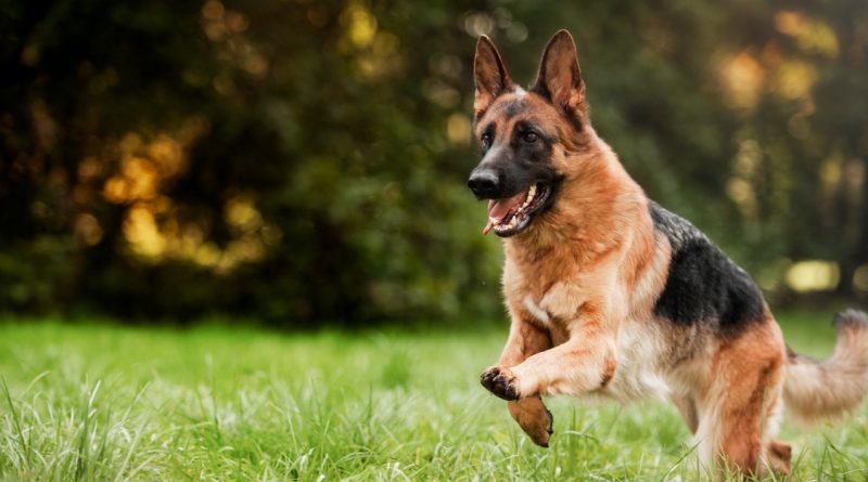 Chien de grande taille au pelage noir et fauve courant dans une prairie verdoyante, oreilles dressées, posture dynamique et regard attentif, illustrant l’agilité et l’intelligence canine