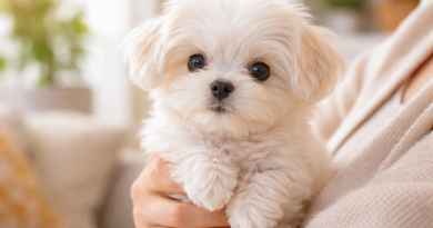 Petit chien au pelage blanc et soyeux, tenu dans des bras humains, avec de grands yeux expressifs, illustrant un chien qui reste petit toute sa vie