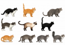 Illustrations réalistes de plusieurs chats domestiques aux pelages variés, présentés de profil dans différentes postures, sur fond blanc.