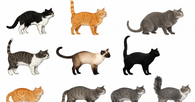 Illustrations réalistes de plusieurs chats domestiques aux pelages variés, présentés de profil dans différentes postures, sur fond blanc.