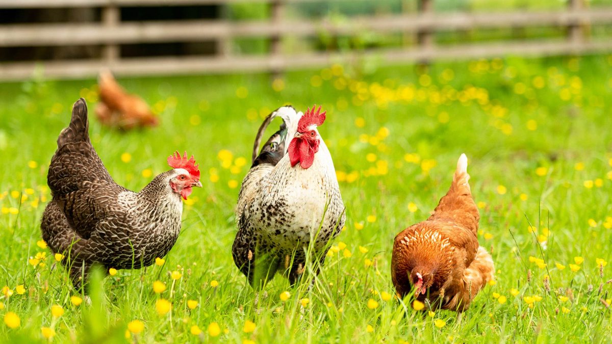 Plusieurs poules et un coq marchant et picorant dans une prairie verte remplie de petites fleurs jaunes, scène d’élevage de volailles en plein air dans un environnement rural naturel.