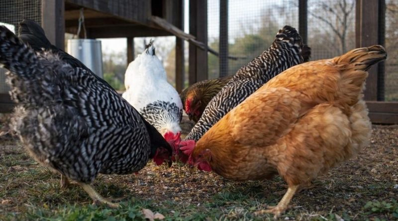 Plusieurs poules de différentes couleurs picorant des graines au sol devant un poulailler dans un enclos extérieur, scène d’élevage domestique illustrant la vente de volailles et l’activité agricole familiale.