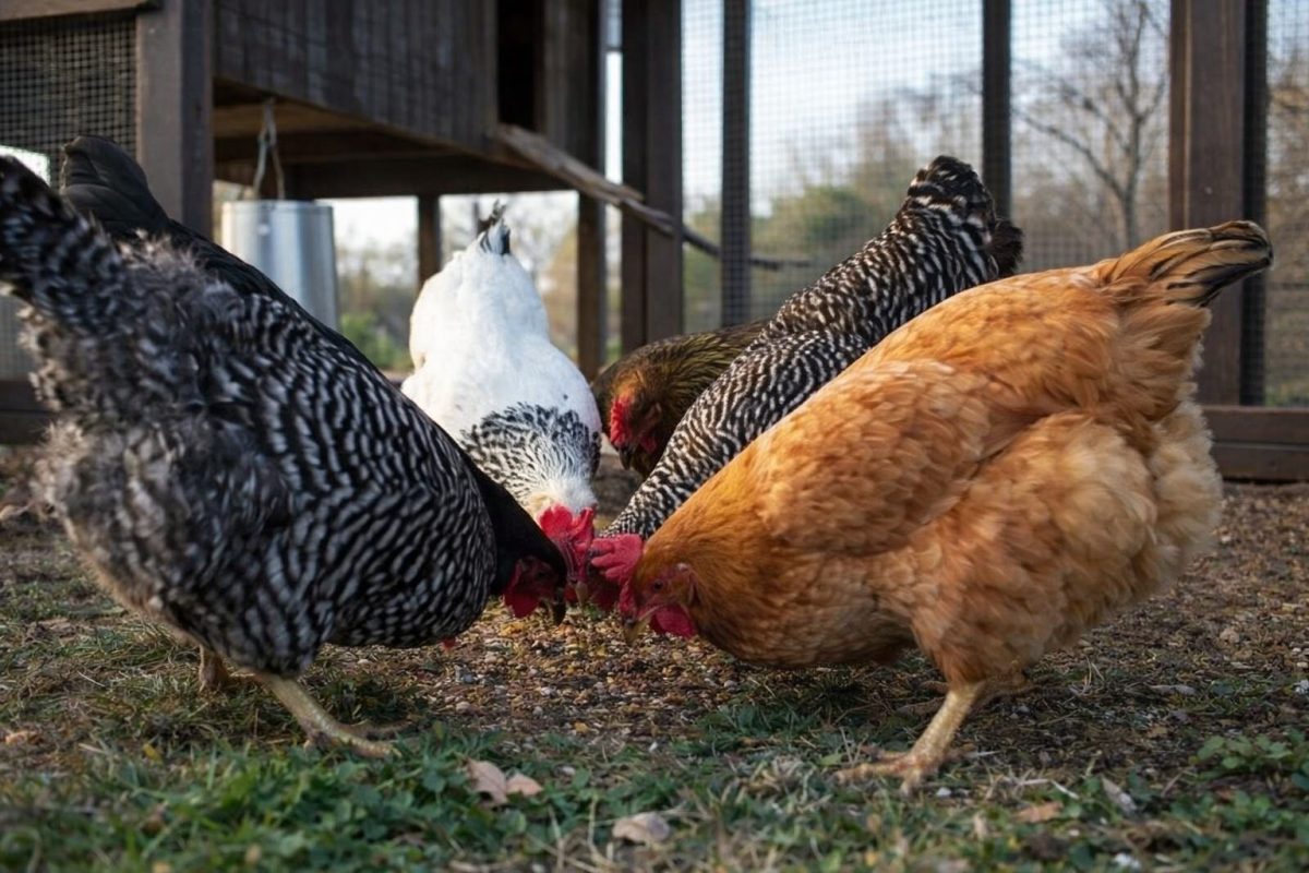 Plusieurs poules de différentes couleurs picorant des graines au sol devant un poulailler dans un enclos extérieur, scène d’élevage domestique illustrant la vente de volailles et l’activité agricole familiale.
