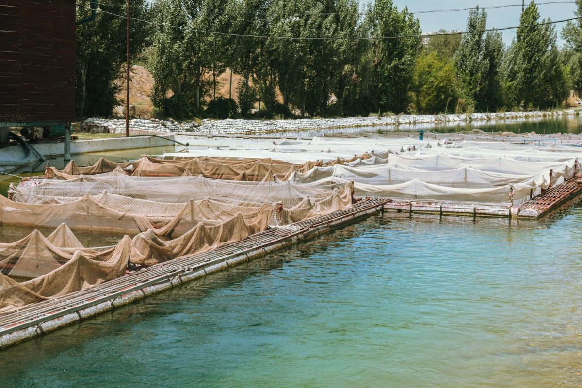 Bassins d’aquaculture remplis d’eau avec filets tendus et structures flottantes destinées à l’élevage de crevettes, dans un environnement extérieur calme, illustrant les conditions de production et les enjeux sanitaires liés aux élevages aquatiques