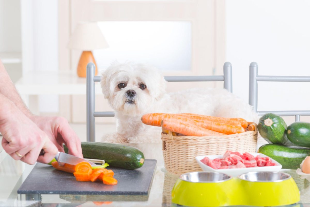 Chien de petite taille au pelage blanc observant la préparation de son repas maison composé de légumes frais et de viande sur une table de cuisine, illustration d’une alimentation canine saine et personnalisée dans un environnement domestique lumineux