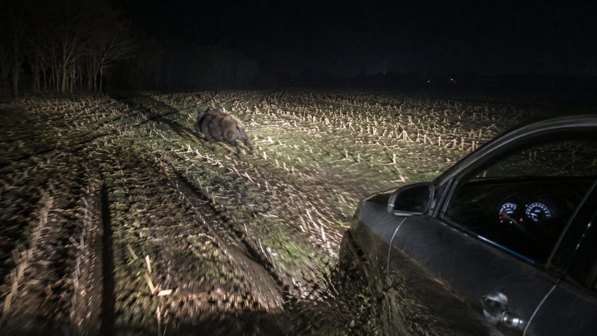 Voiture roulant de nuit dans un champ boueux avec un sanglier éclairé par les phares tandis que des traces profondes traversent les parcelles agricoles.
