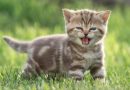 Chaton tigré beige miaulant dans une pelouse verte, illustrant les comportements du chat parfois associés à la jalousie, au besoin d'attention, au stress et à l'attachement envers son propriétaire après un changement dans le foyer.