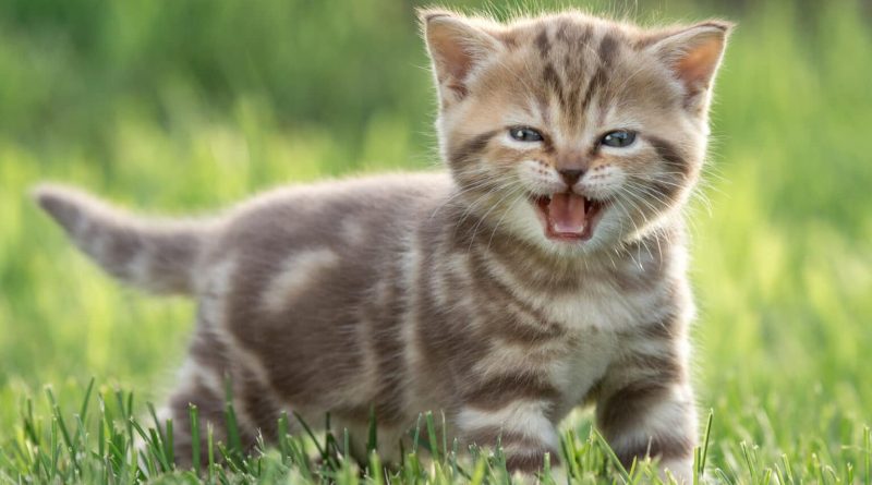 Chaton tigré beige miaulant dans une pelouse verte, illustrant les comportements du chat parfois associés à la jalousie, au besoin d'attention, au stress et à l'attachement envers son propriétaire après un changement dans le foyer.