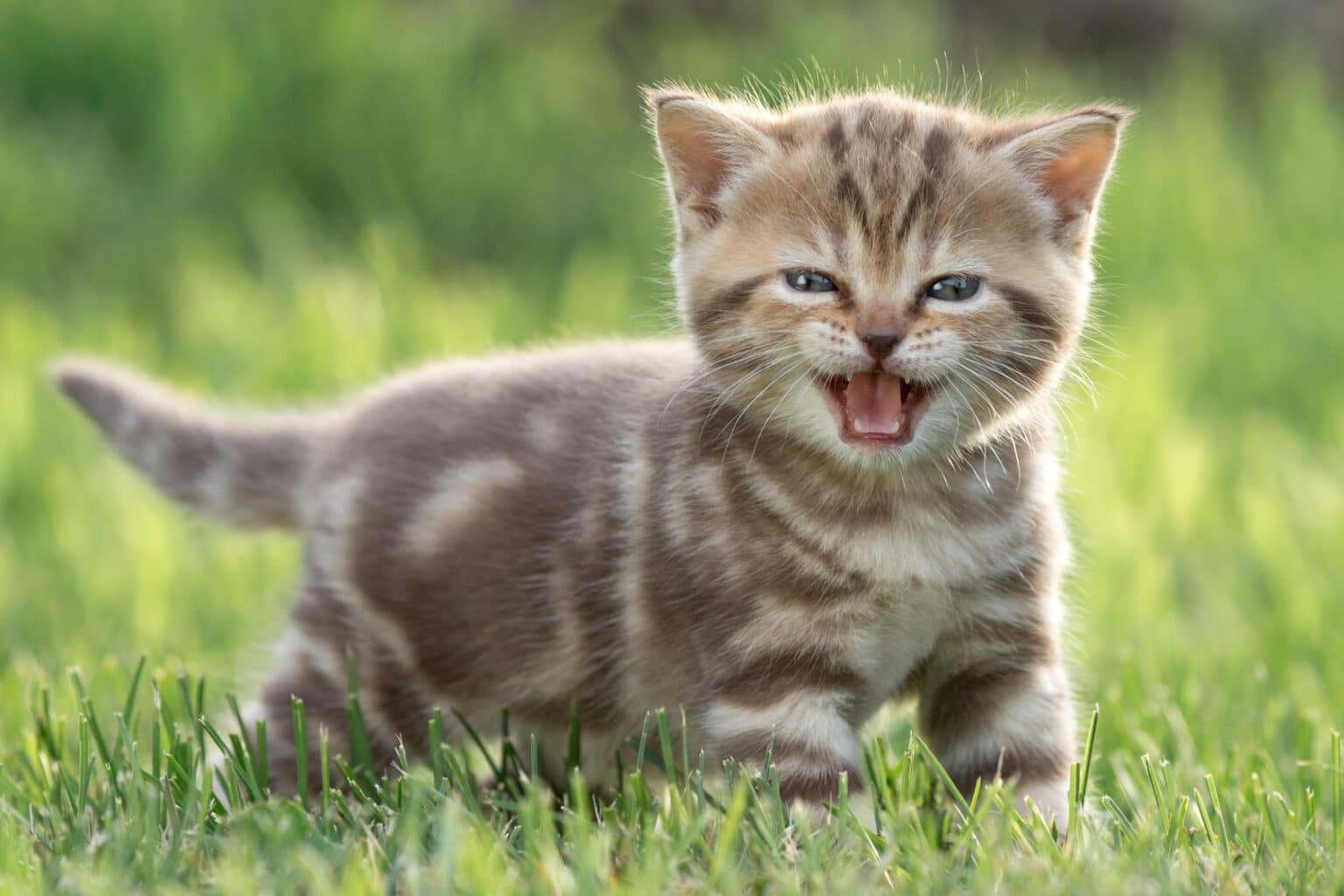 Chaton tigré beige miaulant dans une pelouse verte, illustrant les comportements du chat parfois associés à la jalousie, au besoin d'attention, au stress et à l'attachement envers son propriétaire après un changement dans le foyer.
