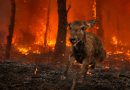 Une biche terrifiée fuit une forêt ravagée par un violent incendie, au milieu des flammes, des arbres calcinés, des braises et d’une épaisse fumée.