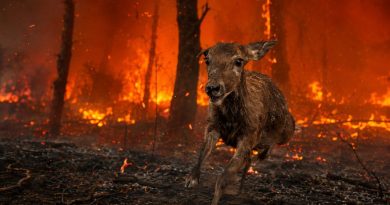 Une biche terrifiée fuit une forêt ravagée par un violent incendie, au milieu des flammes, des arbres calcinés, des braises et d’une épaisse fumée.