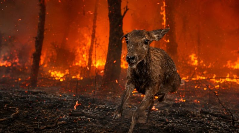 Une biche terrifiée fuit une forêt ravagée par un violent incendie, au milieu des flammes, des arbres calcinés, des braises et d’une épaisse fumée.