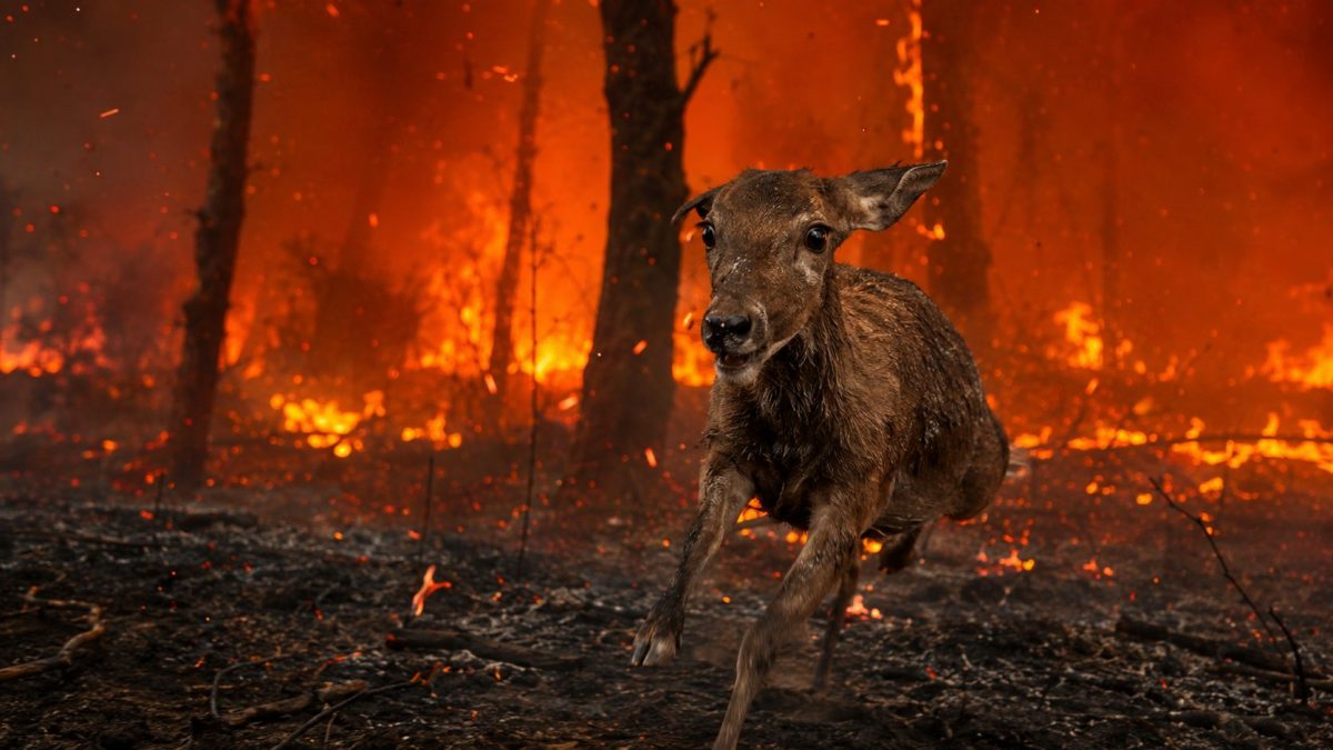 Une biche terrifiée fuit une forêt ravagée par un violent incendie, au milieu des flammes, des arbres calcinés, des braises et d’une épaisse fumée.