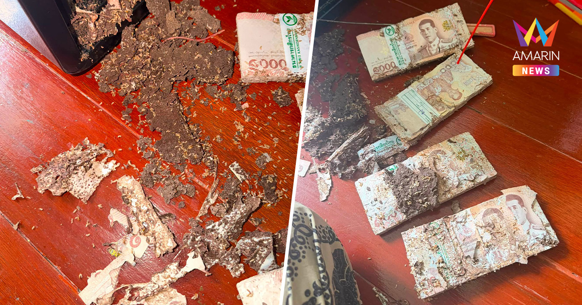 Billets de banque thaïlandais fortement endommagés et partiellement dévorés par des termites après avoir été conservés dans un coffre-fort.