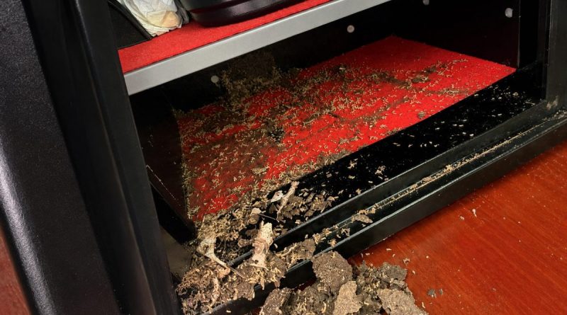 Coffre-fort ouvert dont l’intérieur rouge est envahi par des termites et couvert de débris après la destruction des économies qui y étaient conservées.