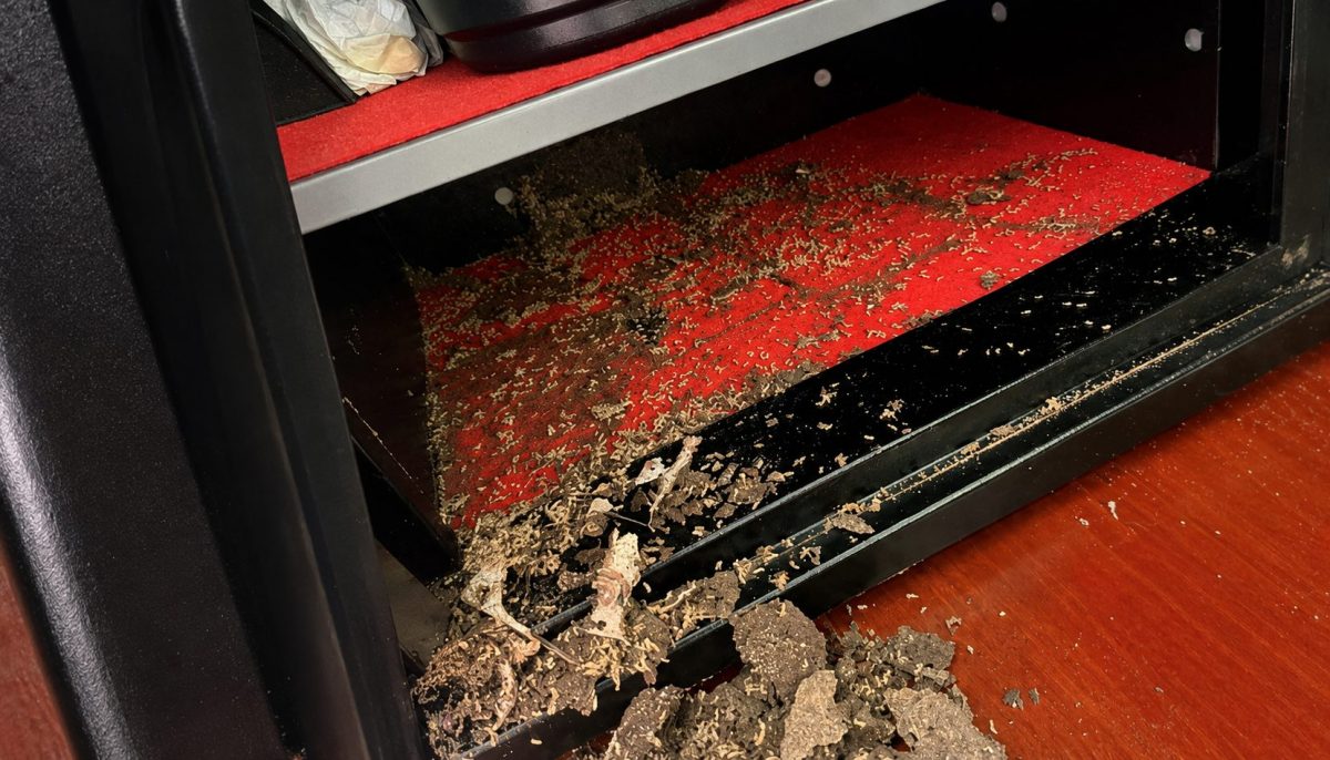 Coffre-fort ouvert dont l’intérieur rouge est envahi par des termites et couvert de débris après la destruction des économies qui y étaient conservées.