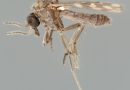 Moucheron du genre Culicoïdes, insecte suspecté d'avoir transmis le virus Shamonda au premier patient humain identifié en France.