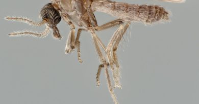 Moucheron du genre Culicoïdes, insecte suspecté d'avoir transmis le virus Shamonda au premier patient humain identifié en France.