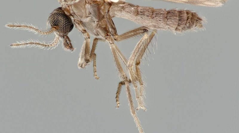 Moucheron du genre Culicoïdes, insecte suspecté d'avoir transmis le virus Shamonda au premier patient humain identifié en France.