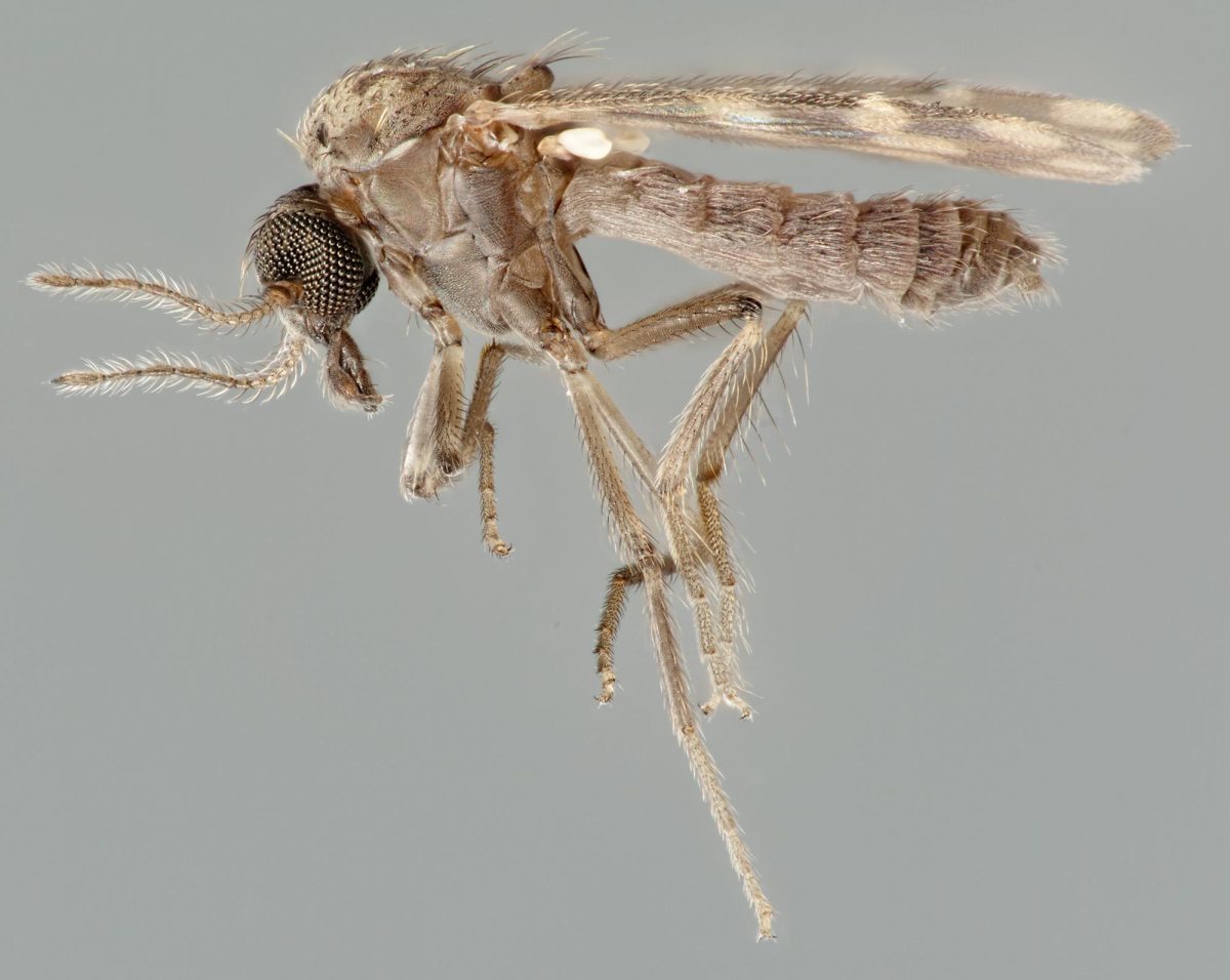 Moucheron du genre Culicoïdes, insecte suspecté d'avoir transmis le virus Shamonda au premier patient humain identifié en France.